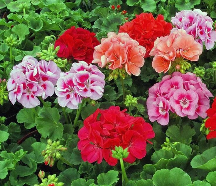 geranium 'birch double'. Found on Bing from www.pinterest.com Jardinagem e paisa