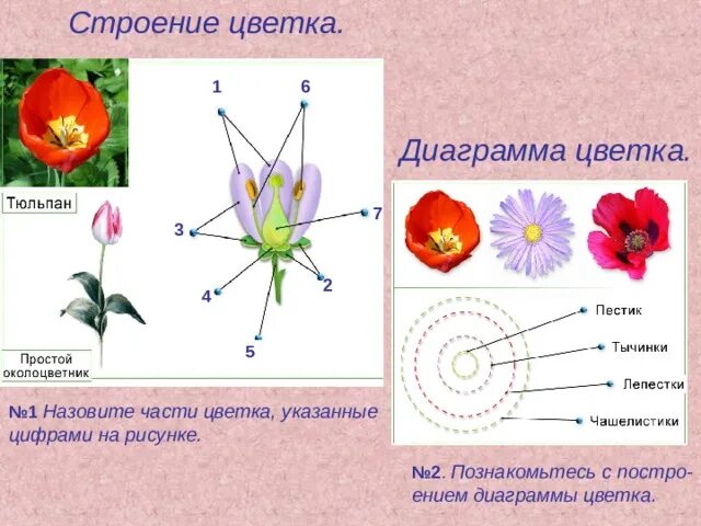 Генеративная часть цветка. Формула цветка тюльпана 6 класс. Мак самосейка диаграмма. Диаграмма цветка тюльпана 6 класс. Диаграмма цветка тюльпана биология.