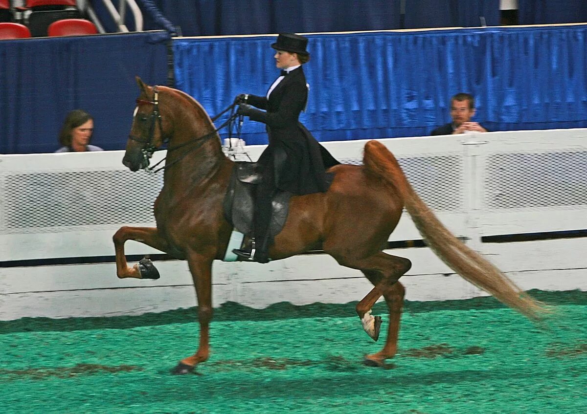 Шагающая лошадь. Saddle Seat конный спорт. Saddle Seat стиль верховой. Американский седлбред. Конный спорт Америка.