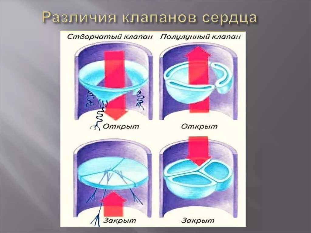 Различие клапанов. Створчатые клапаны. Принцип работы клапанов сердца. Принцип работы сердечных клапанов. Работа створчатых клапанов сердца.