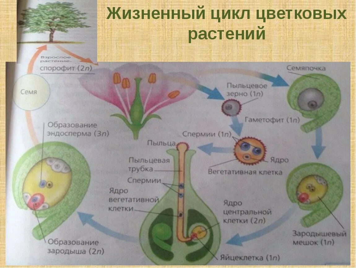 Цикл развития покрытосеменных схема. Жизненный цикл покрытосеменных растений схема. Цикл развития покрытосеменных растений схема. Размножение цветковых растений схема.