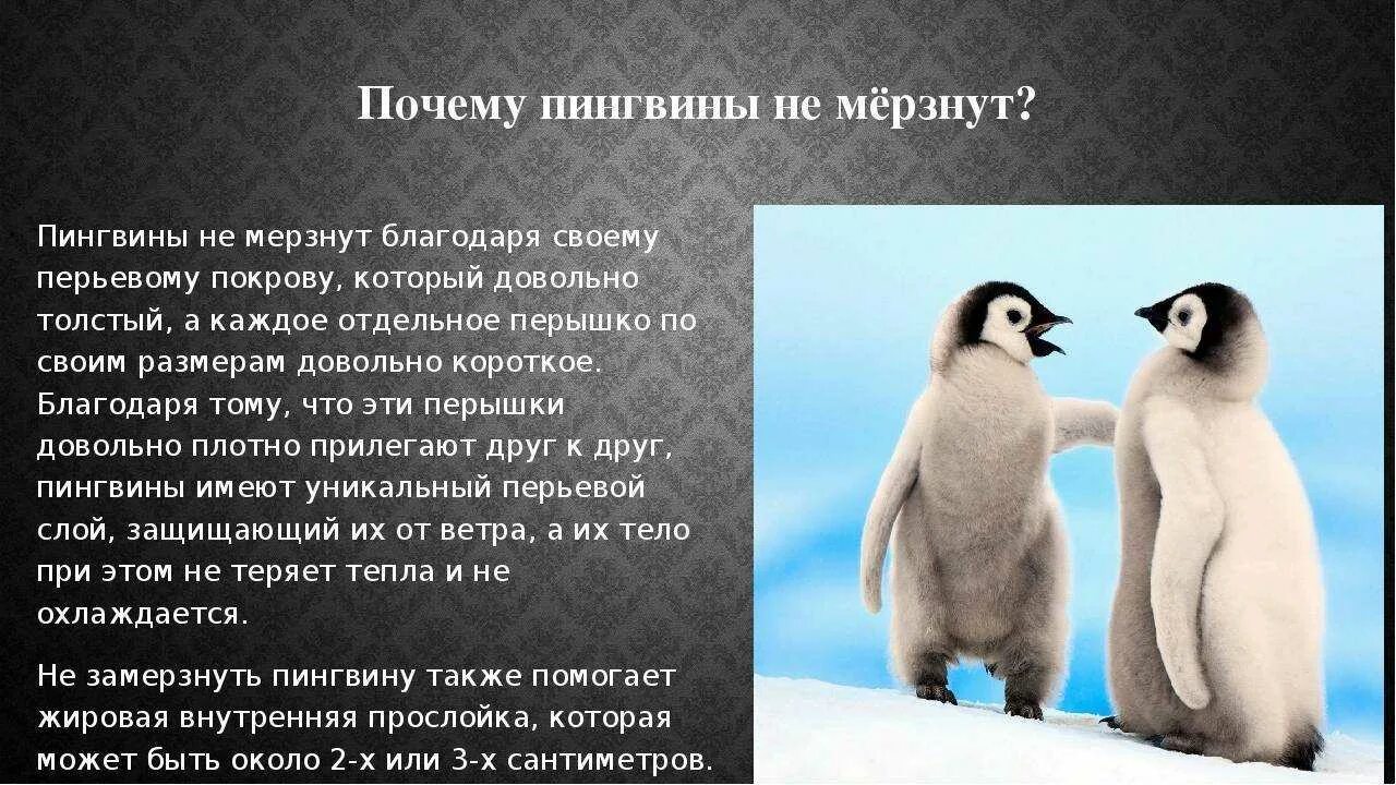 У какого пингвина всегда есть действие. Интересные факты о пингвинах. Интересные факты перо пингивинов. Проект про пингвинов. Пингвин для детей.