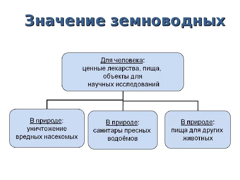 Какое значение земноводных в жизни человека. Значение земноводных в природе и жизни человека. Значение земноводных в природе. Значение земноводных в природе и жизни. Земноводные значение в природе.