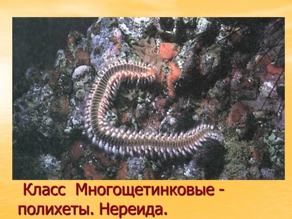 Презентация 7 класс тип черви. Червь нереида класс. многощетинковые черви нереида. кольчатые черви класс многощетинковые. нереиды биология.