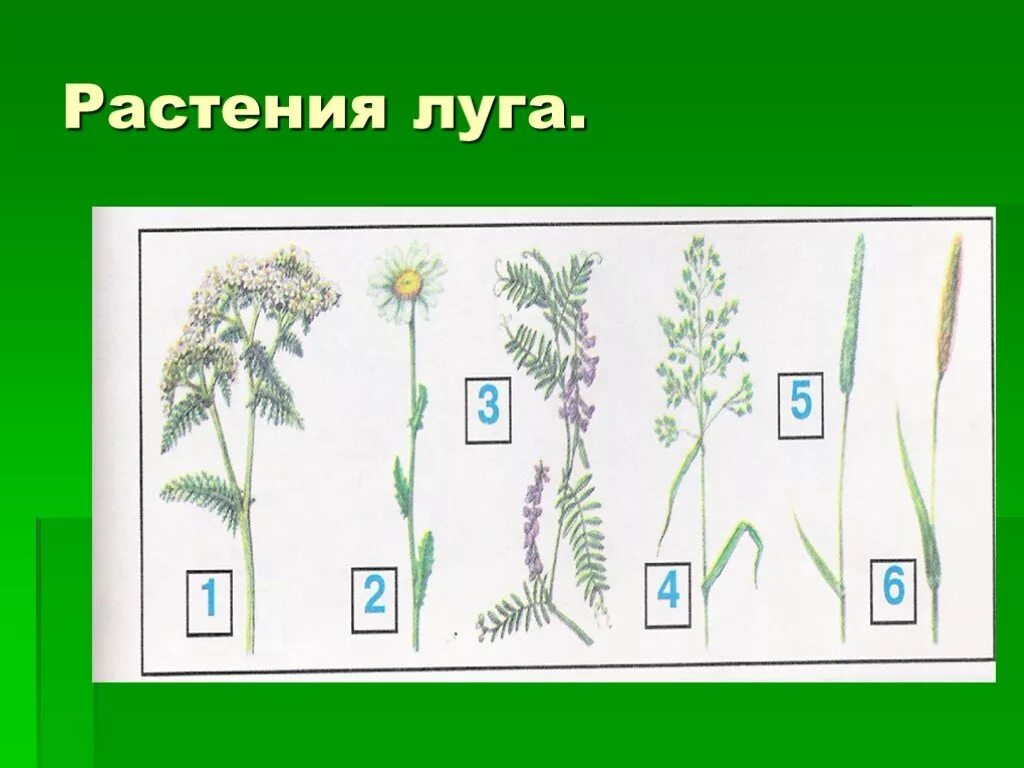 Луговые цветы 4 класс. Рисунки на тему растения леса и Луга. Луговые растения 4. Луговые растения 4 класс. Рисунок растения Луга.