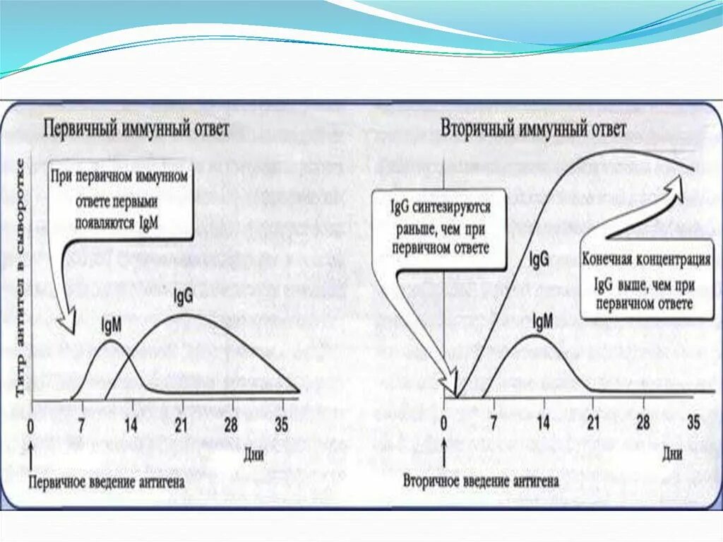 Первый иммунный ответ. Вторичный иммунный ответ схема. Охарактеризуйте первичный и вторичный иммунный ответ. Первичный иммунный ответ и вторичный иммунный. Вторичный иммунный ответ иммунология.