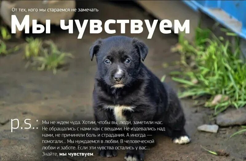 что чувствует кошка когда ее обижают