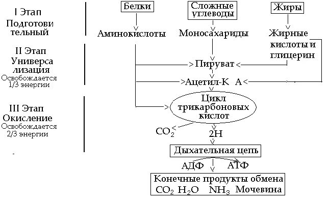 Фазы катаболизма этапы унификации субстратов окисления. Унификация питательных веществ схема. процесс диссимиляции схема. схема унификации энергетических субстратов биохимия. схема этапов ассимиляции пищевых жиров.