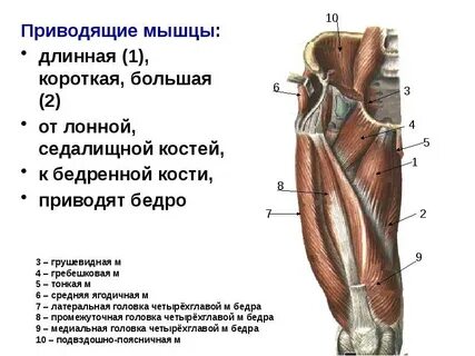 Прикрепления приводящих мышц