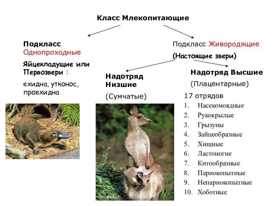 Особенности сумчатых