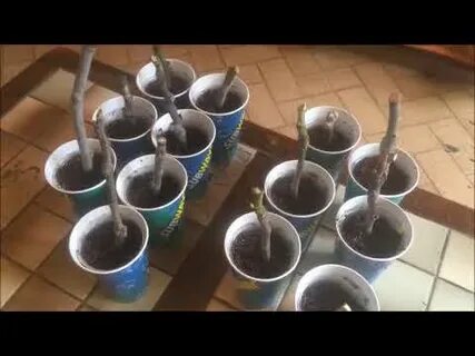 Черенки инжира
