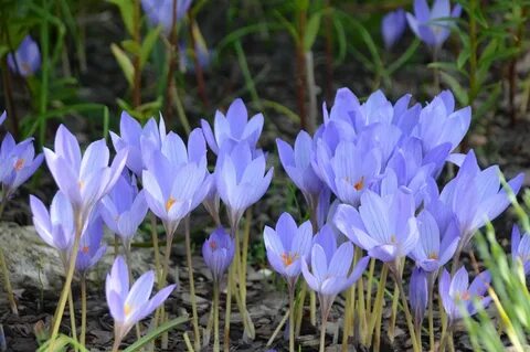 Крокус Цветок Фото Садовый.