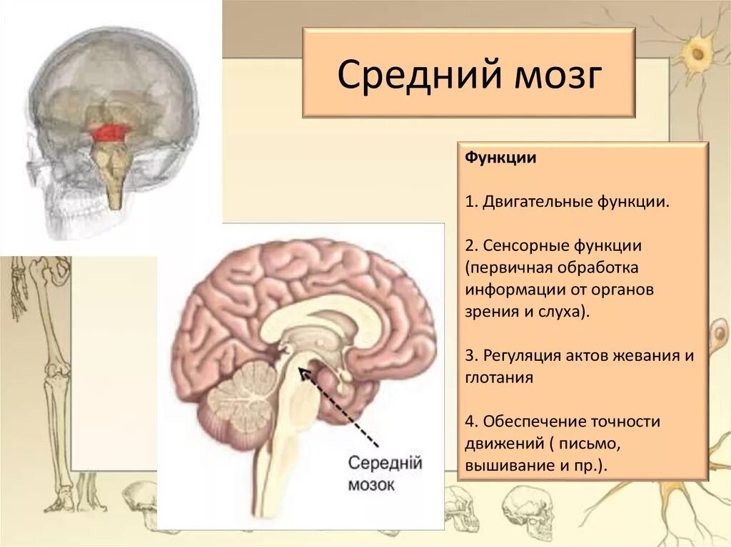 Какие функции выполняет средний мозг человека