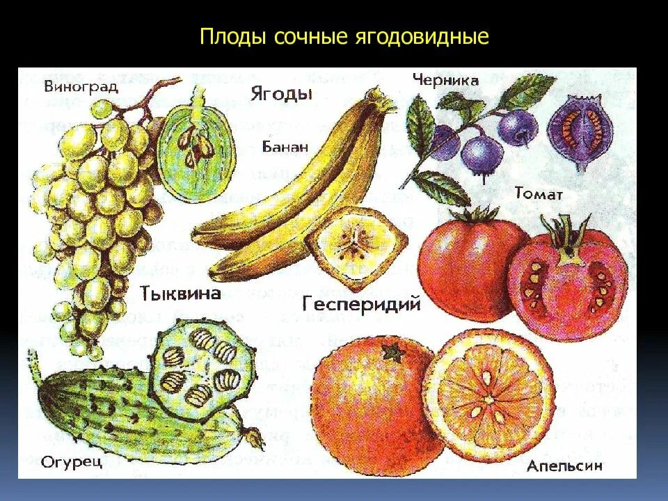 Как отличить плод. Растение с односемянным плодом:. Сочные плоды. Сочные плоды растений. Ягодовидные плоды.