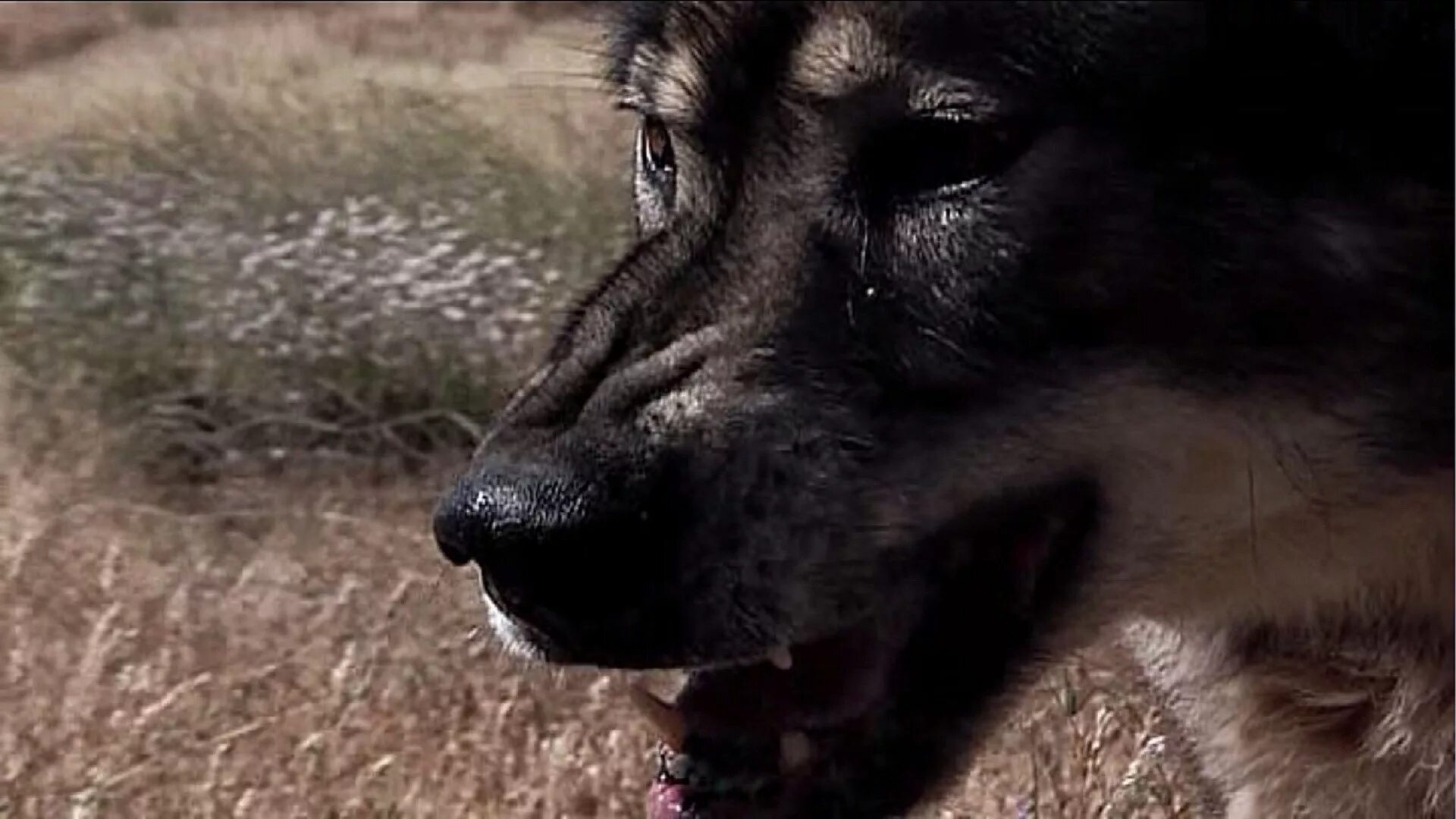 Волк кинофильмы. Тотем волка wolf totem 2015. Коди смит-макфи 2021. Волк кинофильмы. Волк кинофильмы.