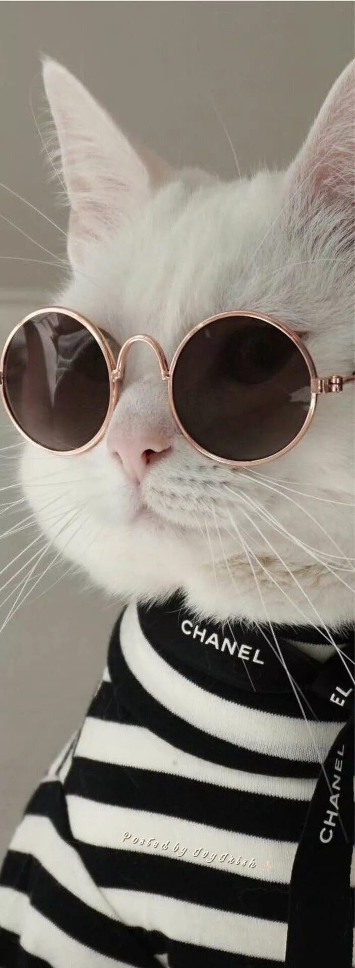 Крутые котики девочки. Крутой кот. крутые коты в очках. крутые котята. кот на аву.