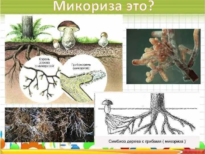 Микориза гриба. Шляпочные грибы микориза. Микориза грибокорень. Микориза строение.