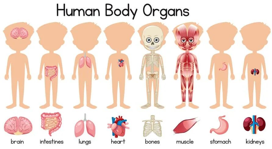 Human body functions. Человеческие органы для детей. внутренние органы человека для детей. внутренние органы человека картинка для детей. human body organs.