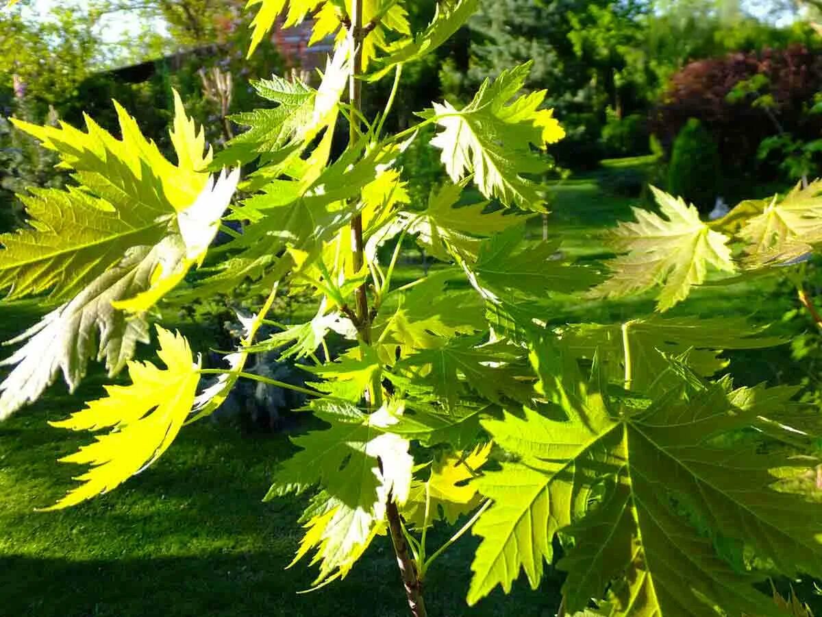 Клен сахарный Лациниатум Виери. Клён сахаристый. Acer saccharinum клен. Клен канадский сахарный. Клены звуко