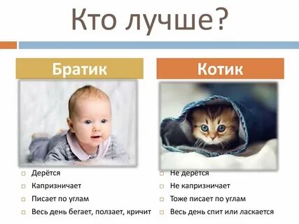 Кот братик