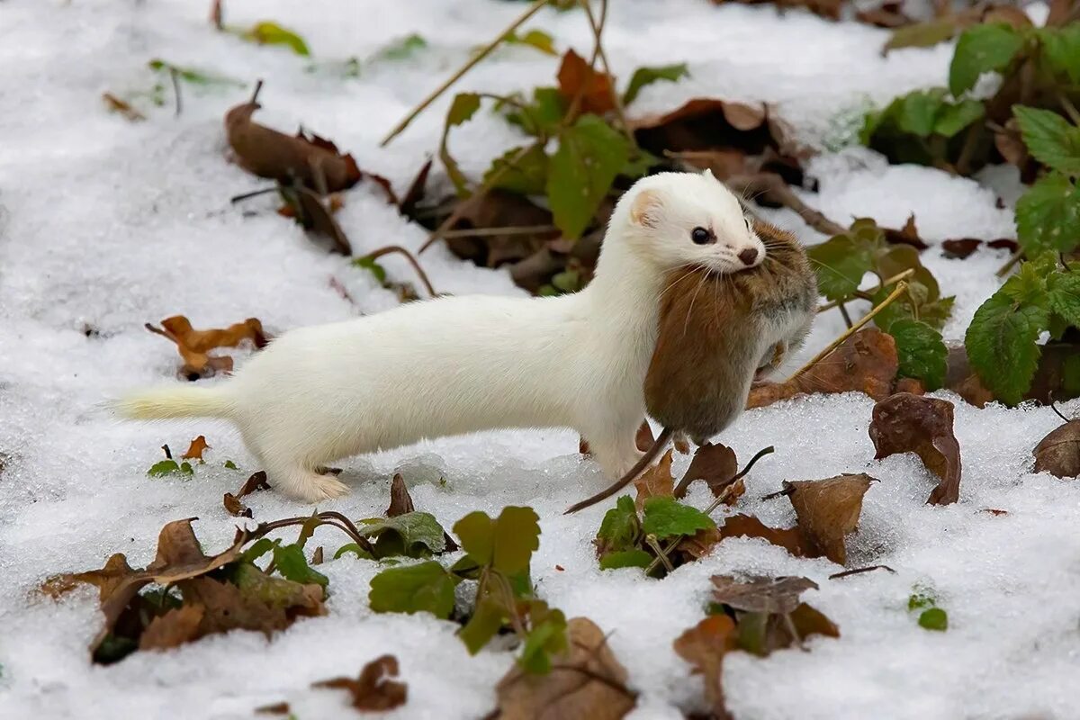 Горностай хищное животное. Ласка обыкновенная (Mustela nivalis). Забайкальский горностай. Горностай в тундре. Сибирский горностай.