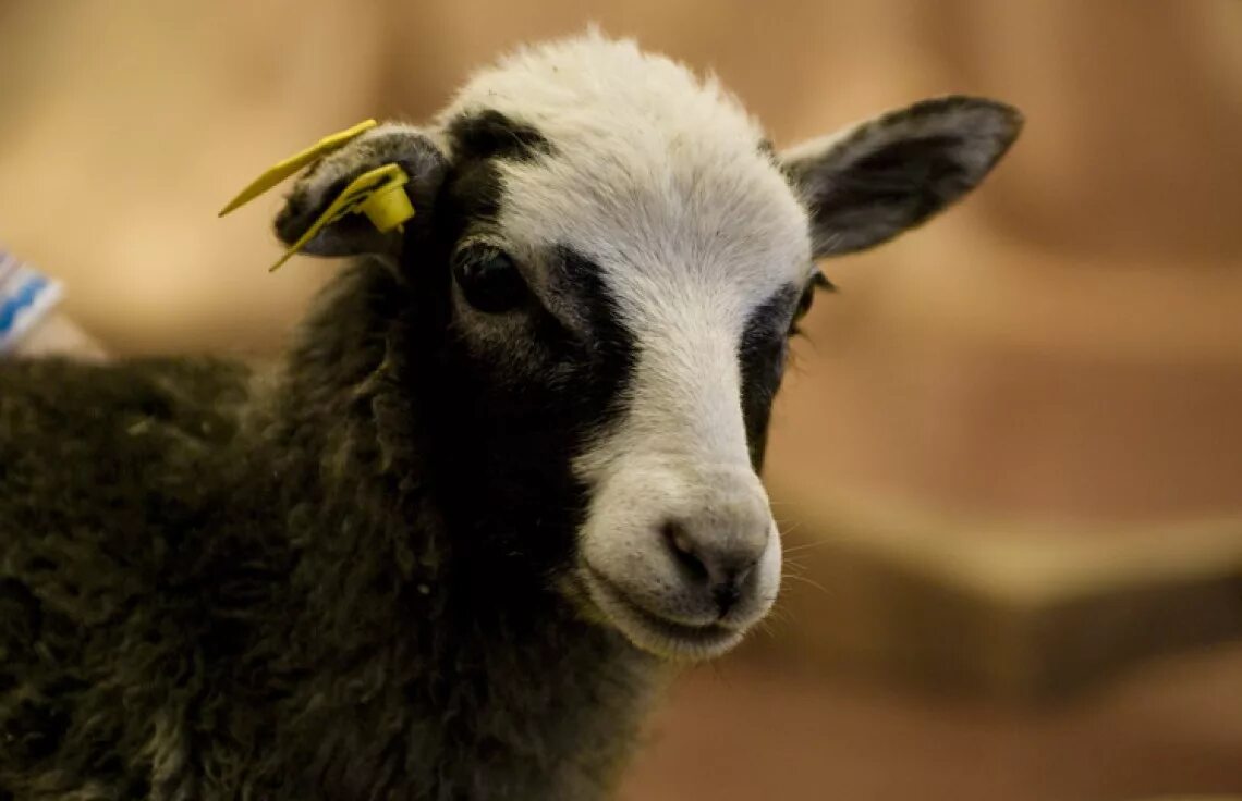 бяша tiny bunny. бяша бяша. ава бяши. бяша телочка. бяша настоящее имя.