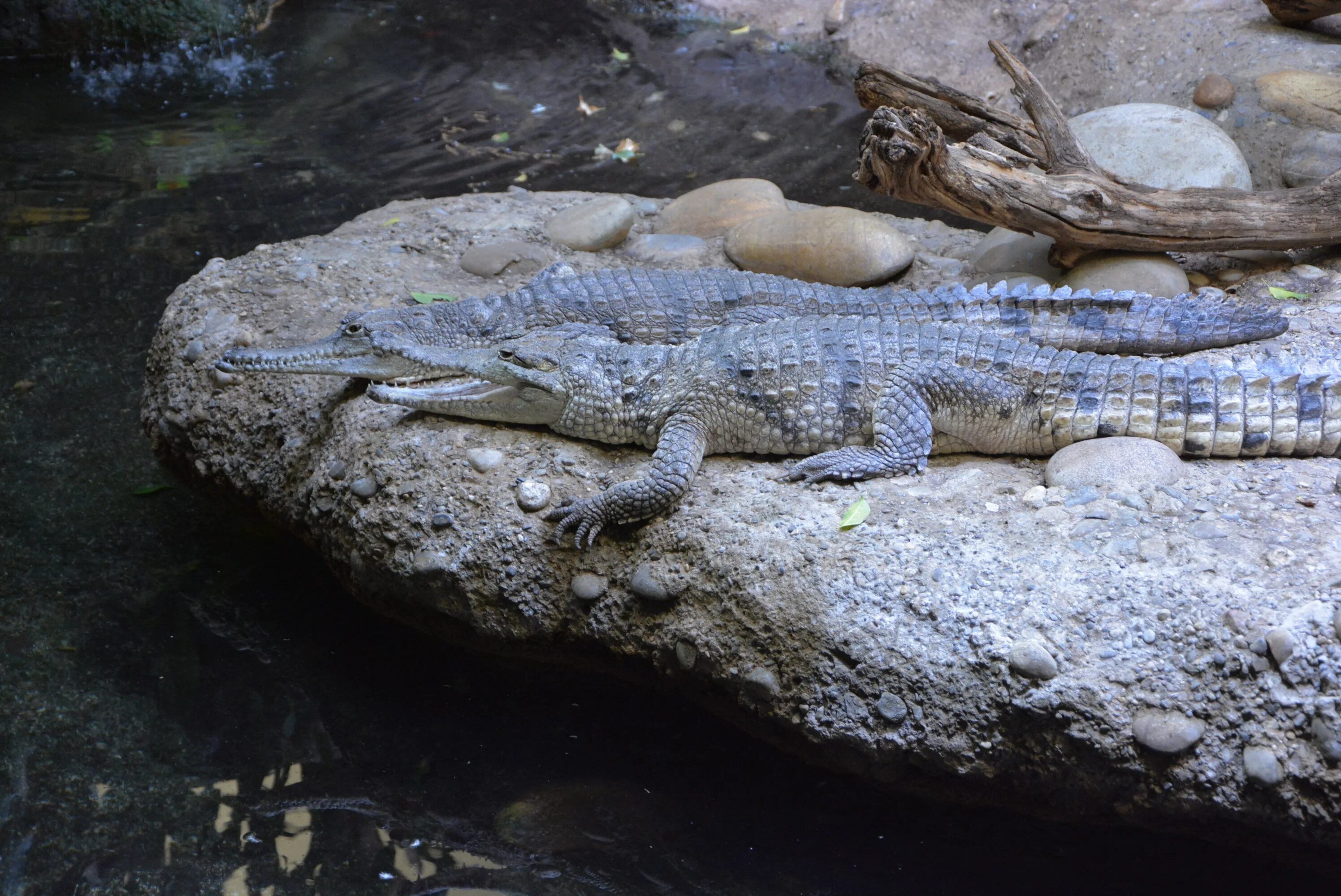 Ящерица крокодил. Каменный крокодил. Крокодилы Пресноводные или морские. Самки крокодилы в дикой природе.