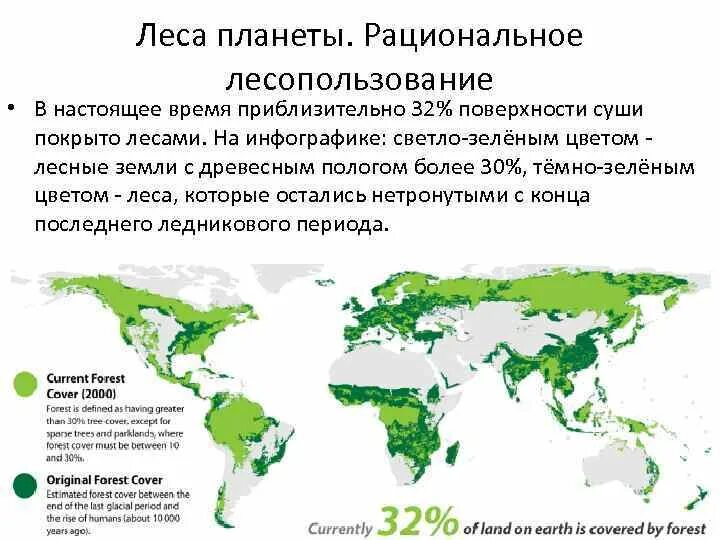 What happening in the world. Лесопокрытые территории мир. Spruce Forest World Map. Boreal Forest Map. Распределение леса Австралия.