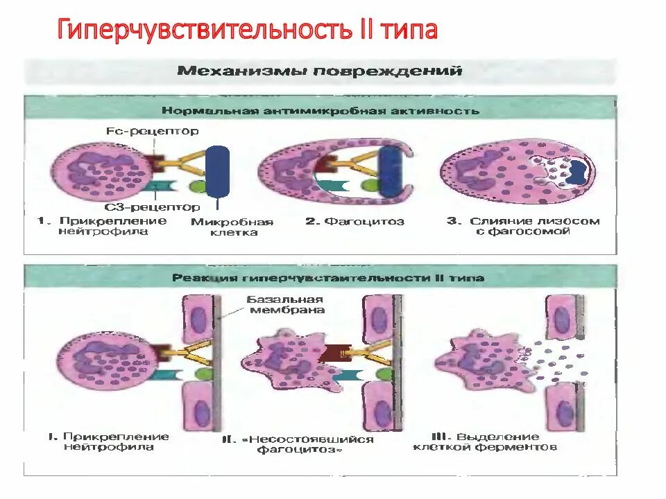 Второй тип аллергической реакции. Реакция гиперчувствительности 2 типа. механизм гиперчувствительности 2 типа. реакция гиперчувствительности 2 типа механизм. механизм развития гиперчувствительности 2 типа.