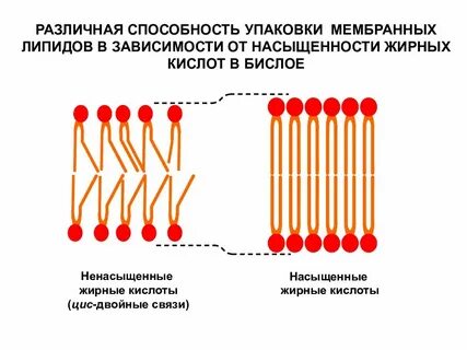 Кислоты мембраны