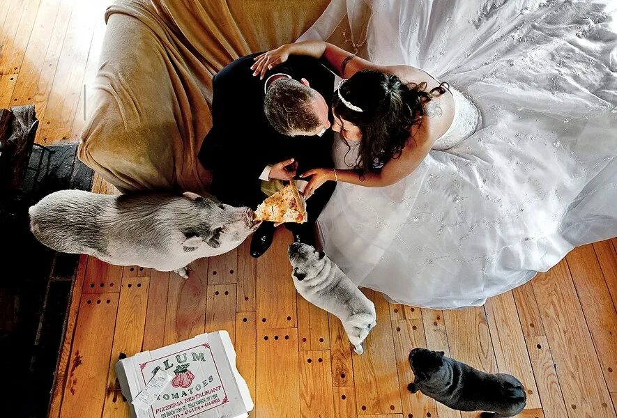 Прикольные Свадебные фотосессии. Жених и невеста животные. Со свадьбой смешные животные. Свадебная фотосессия с собакой.