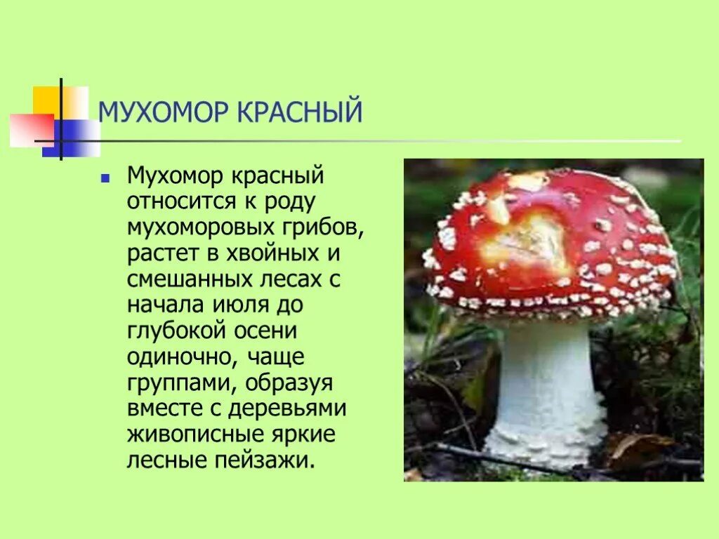 Информация про грибы. Доклад про гриб красный мухомор. Ядовитые грибы мухомор красный рассказ. Проект ядовитые грибы мухомор. Рассказ про ядовитый гриб мухомор.