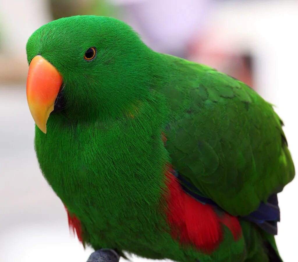 Эклектус. Желтый Эклектус. Green-thighed Parrot. Красный попугай с зелеными крыльями.