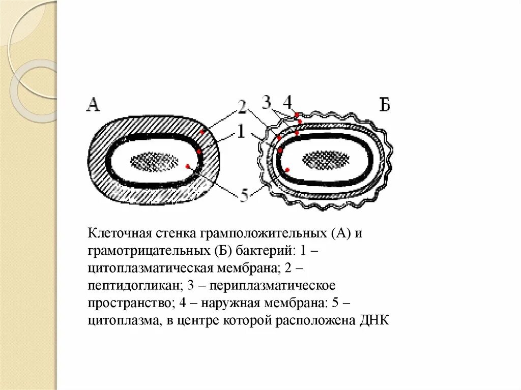 Клеточная стенка и мембрана бактерий. Клеточная стенка грамм положительной бактерии. Структура клеточной стенки грамотрицательных бактерий. Клеточная стенка грамположительных бактерий. Оболочка грамположительных бактерий.