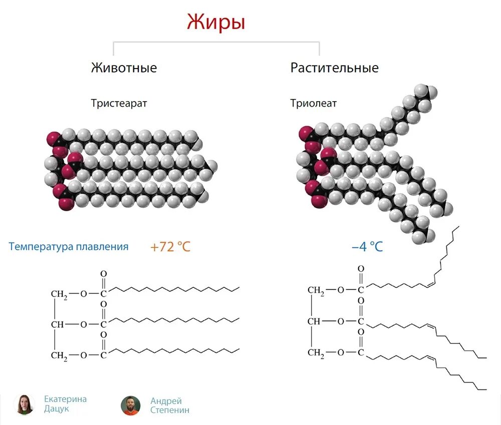Жир млекопитающих. Жиры Степенин. Степенин Цепочки. Степенин Цепочки жиры.