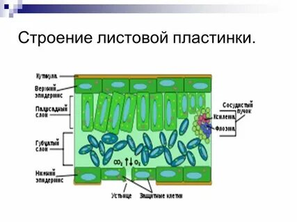 Какие ткани образуют листовую пластинку у сирени