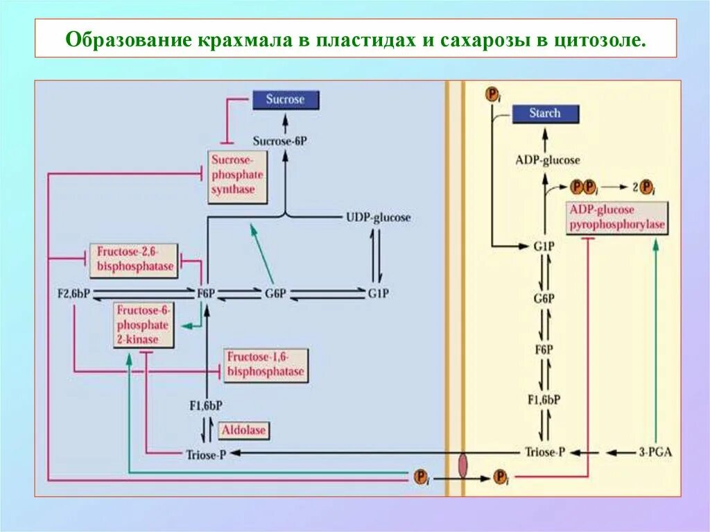 Образование сахара и крахмала. Образование крахмала. пути использования атф. образование крахмала и сахарозы. образование крахмала фаза.
