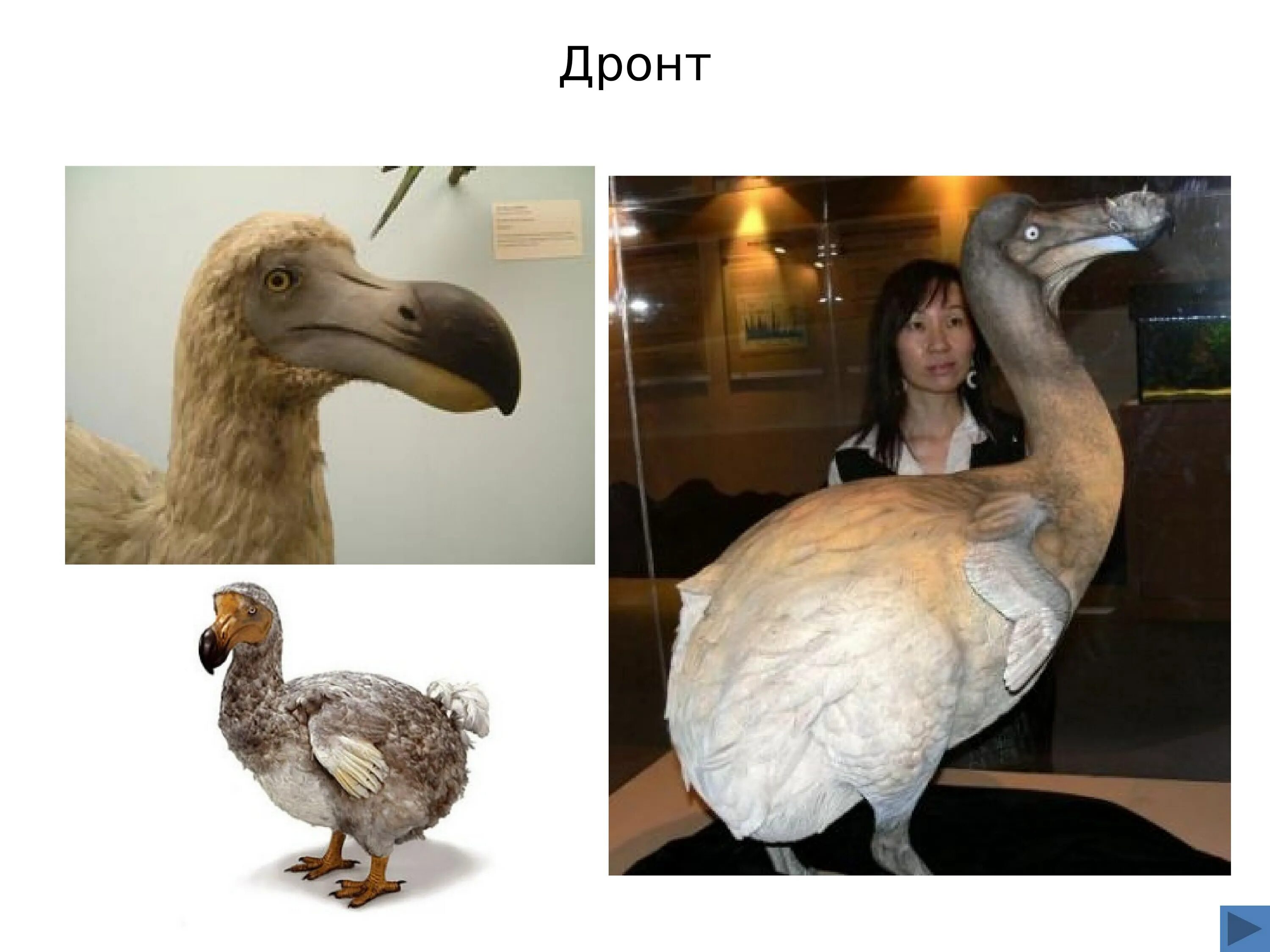 Почему вымерли додо