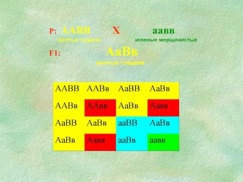 Aabb aabb полное доминирование. AABB AABB. ААВВ ААВВ. ААВВ X ААВВ. AABB Х AABB.