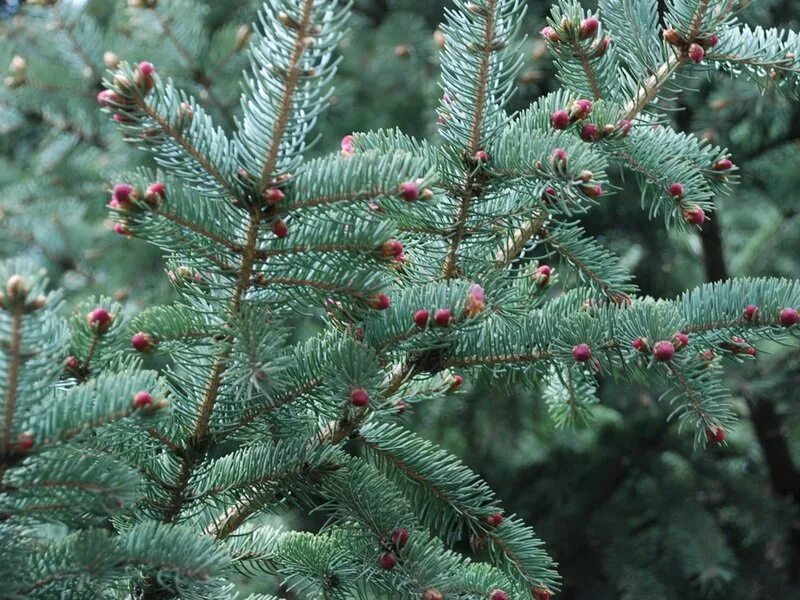 Покажи хвойные. Ель Сибирская Picea obovata. Ель Глаука Десембер. Picea canadensis. Ель финская Picea Fennica.