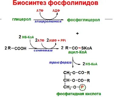 Биосинтез фосфолипидов