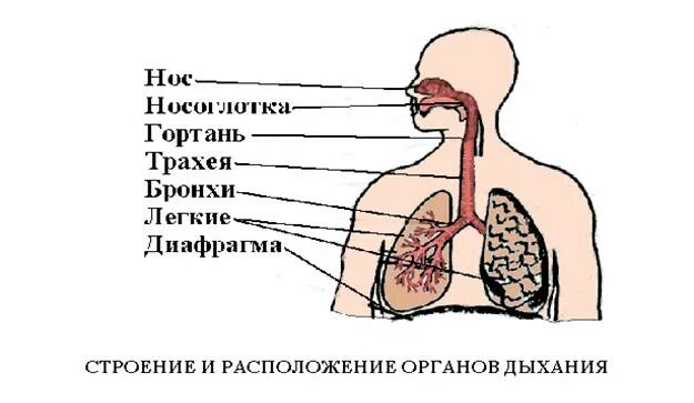 Воздух из гортани попадает в. Как мы дышим. Схема органов дыхания человека. Дыхательная система человека схема для детей. Дыхательная система человека рисунок.