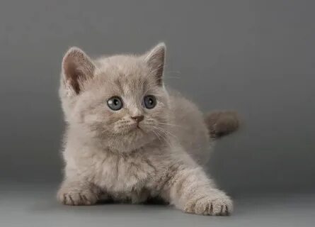 Котята тольятти