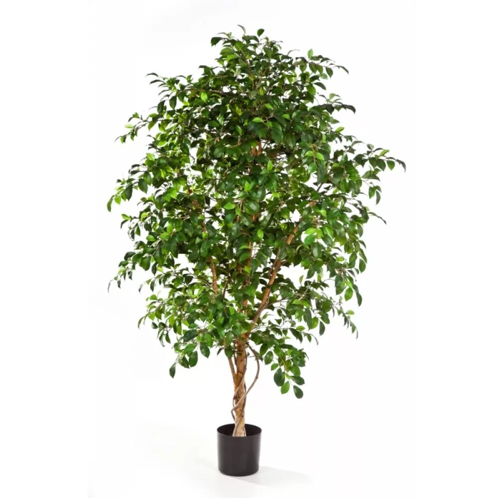 Фикус бенджамина дерево. Бирючина японская бонсай. Фикус бенджамина даниэль. Как называется цветок как дерево. Радермахера sinica.