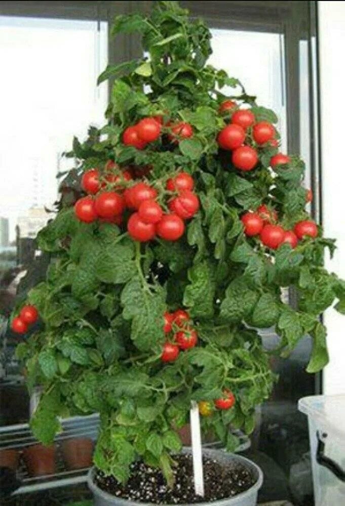 Какой горшок нужен для томата. Черри балконное чудо. Семена черри балконное чудо. Томат черри балконный красный. Балконные томаты черри.