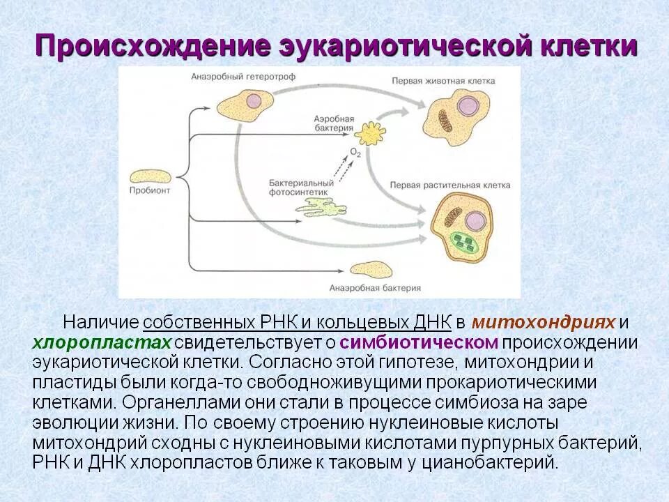 Симбиотическая гипотеза происхождения эукариот. Симбиотическая теория возникновения эукариот. Схема симбиотического образования эукариотической клетки. Теория симбиотического происхождения эукариотической клетки. Появление эукариотических организмов