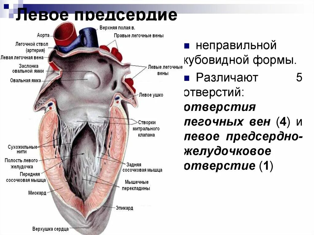 Строение левого правого предсердия и желудочка. Строение правого предсердия и правого желудочка. Правое предсердие сердца анатомия. Сердце анатомия желудочки и предсердия. Правый желудочек функции