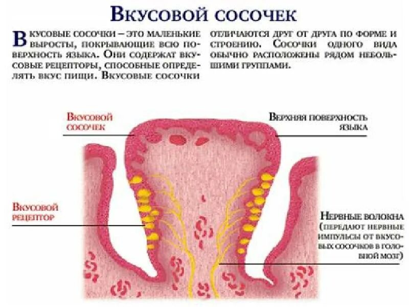 Рецепторы языка анатомия. Вкусовые сосочки, располагающиеся на боковых поверхностях языка. Строение вкусовых сосочков. Как выглядят вкусовые сосочки. Вкусовые рецепторы на языке схема.