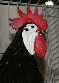 Испанка курица