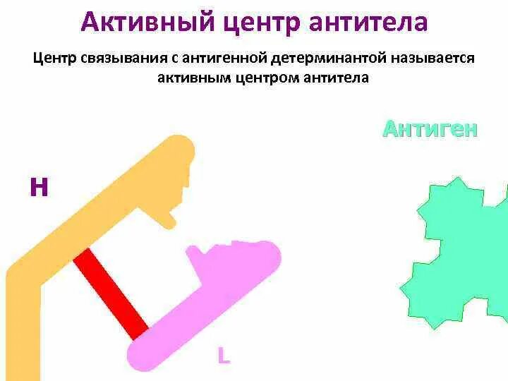 Центр антитела. Активный центр антитела. строение активного центра антитела. функции активного центра антител. активный центр молекулы антитела.